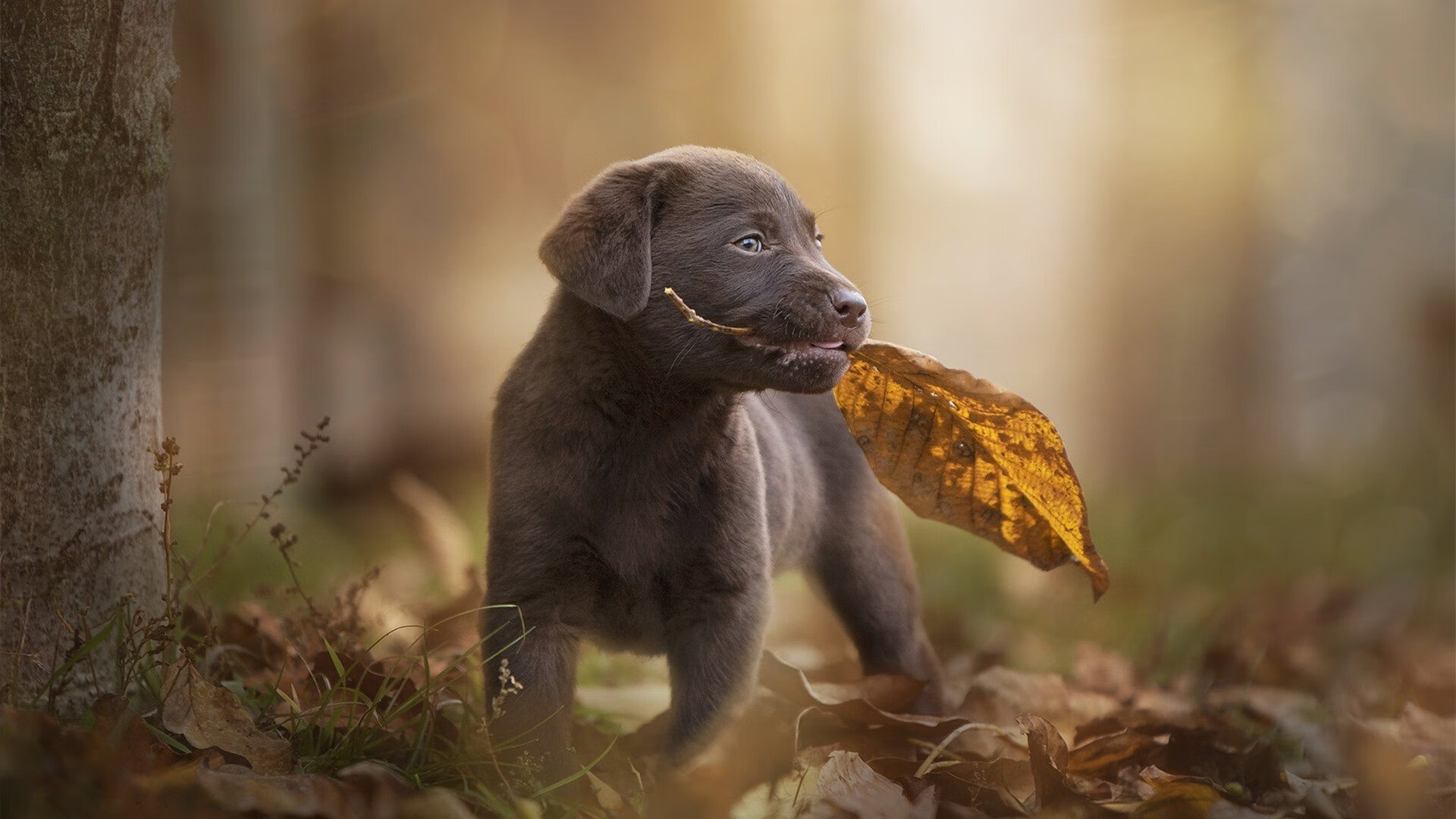 雷霆万钧，黑马狂奔—NBA总决赛焦点战雷霆强势晋级猛龙