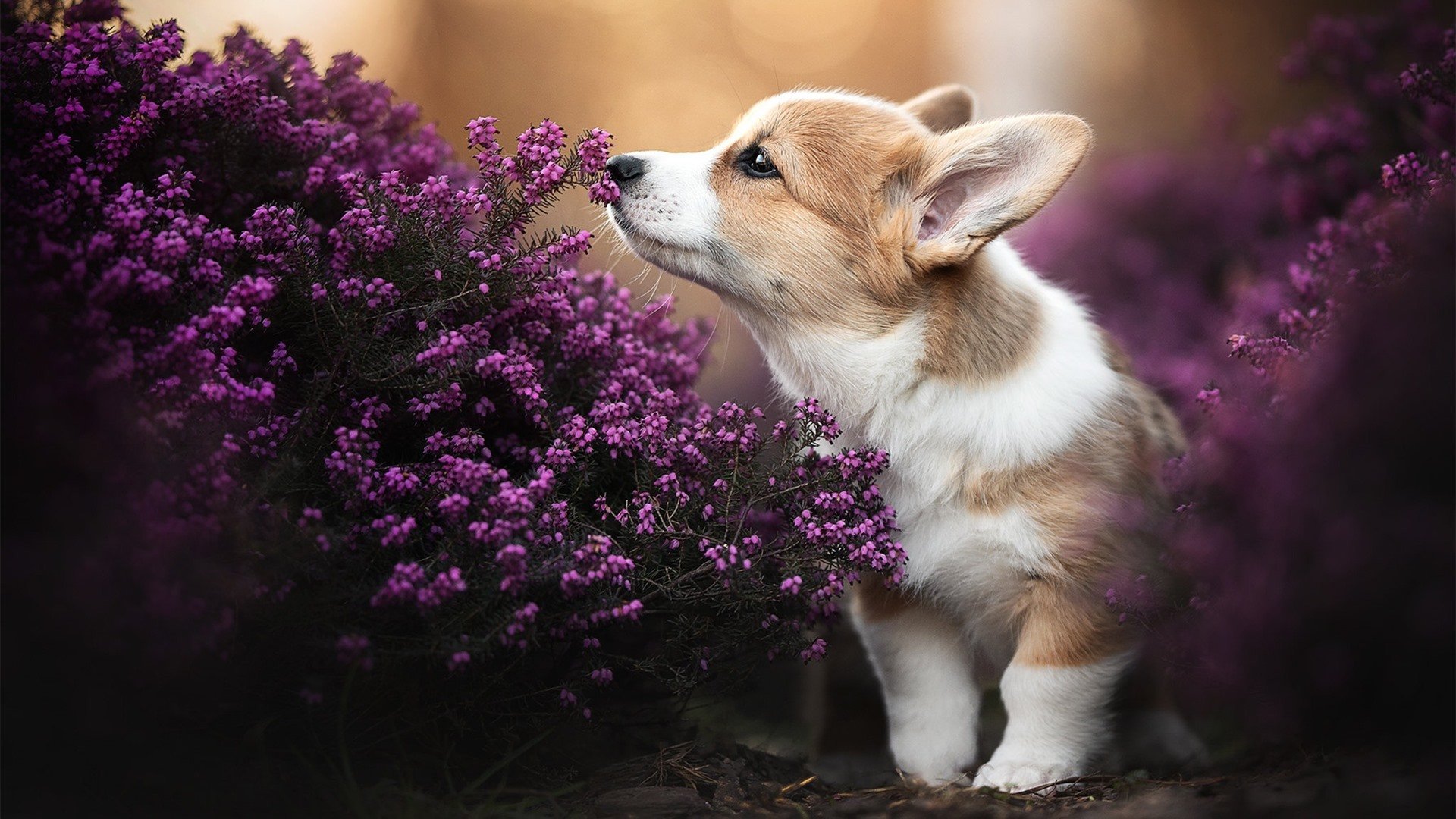 开云体育-当卢卡库撕破防线时，韩国板球队正在拆解英格兰的骄傲