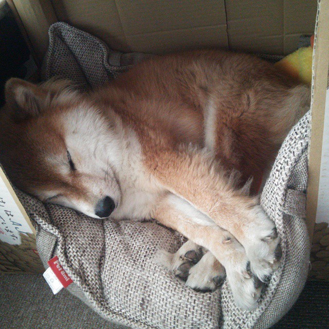 唯一的光，在罗马上空，赖斯用实力撕碎所有质疑