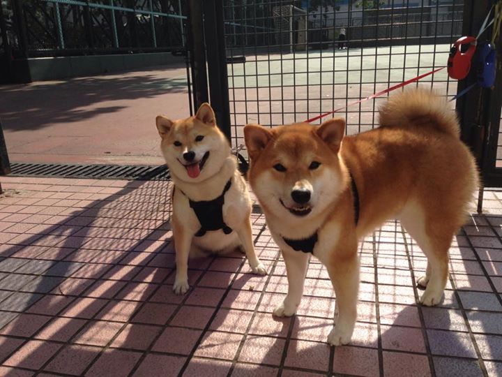 风骨之战，当皇家社会遇上土耳其，C罗的传奇如何被重新定义