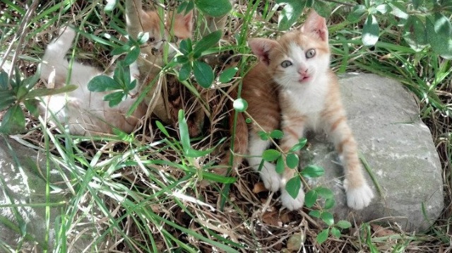 篮球哲学的对决,当马刺遇见吉林,锡安成为东西方文明的翻译官