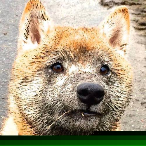 开云体育2026-跨越时空的篮球史诗，克莱·汤普森三分如雨，马刺巅峰军团险胜辽宁飞豹