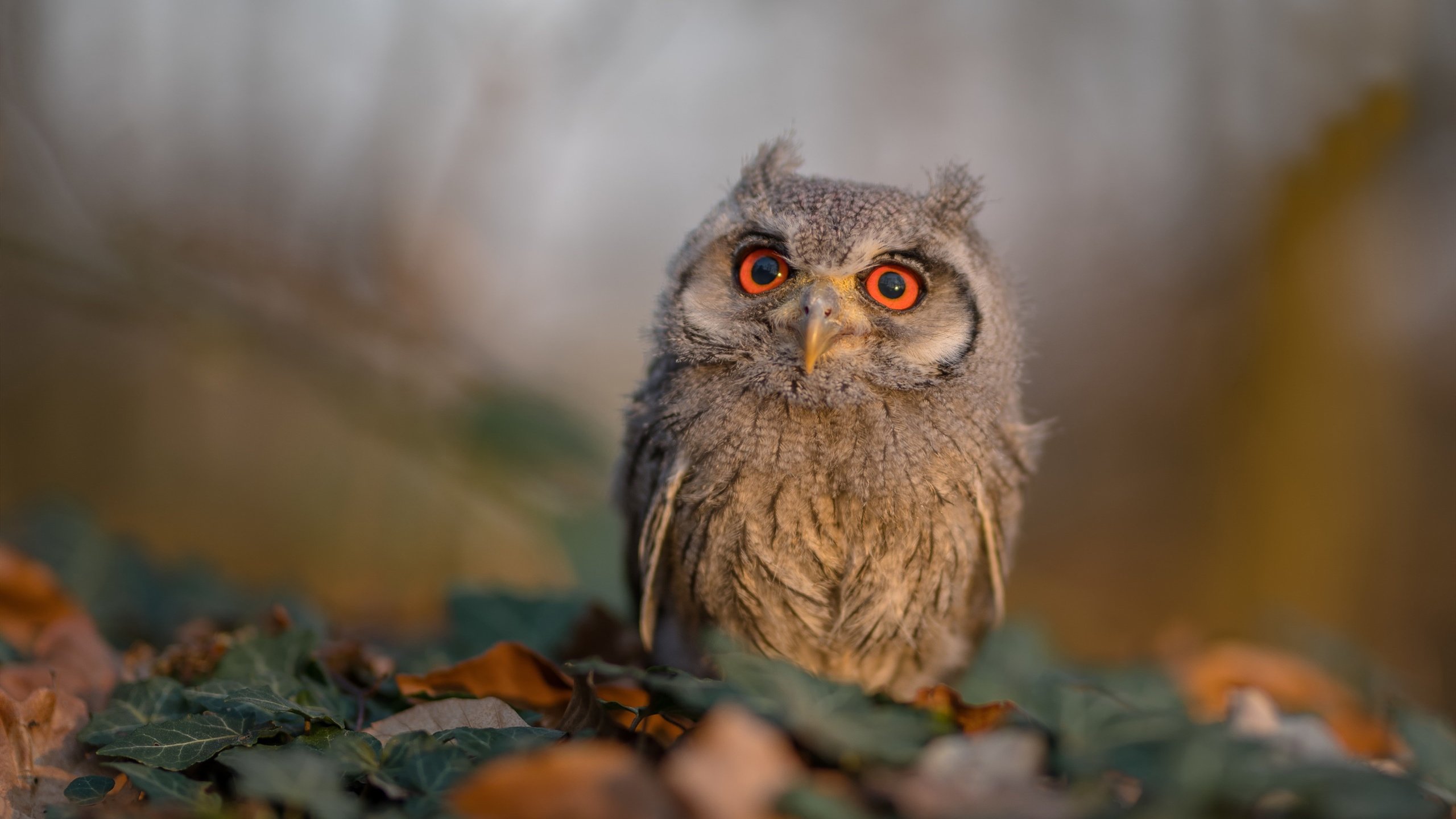 风暴眼，当奥利维耶单节席卷赛场，英格兰如何用十分钟击碎波兰