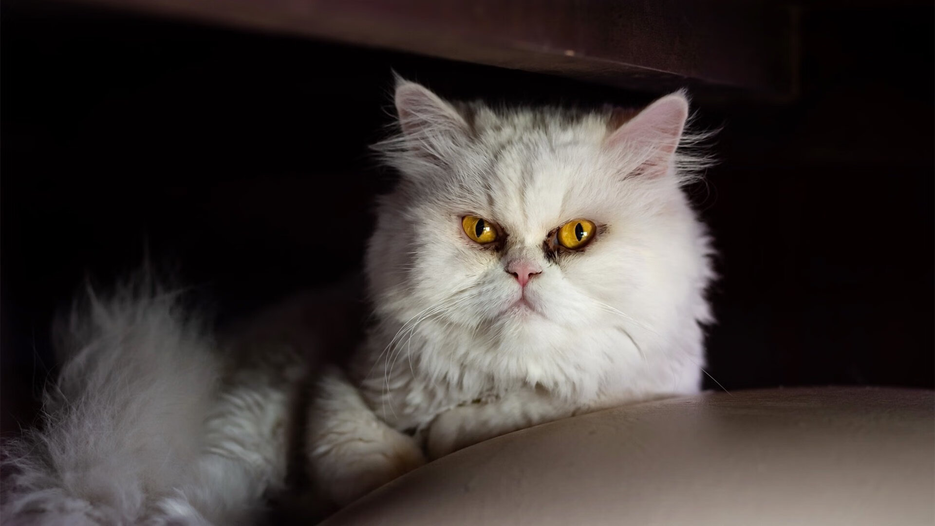 沉默的巨塔,金玟哉一夫当关,加纳闪电劈开希腊卫城墙