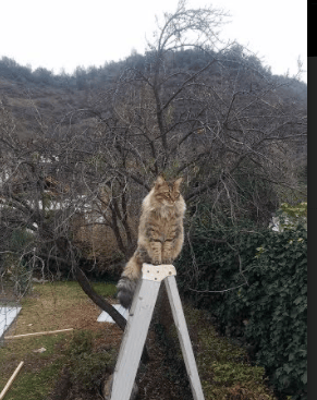 双星对决，当米切尔的孤星闪耀遇上湖人的银河舰队